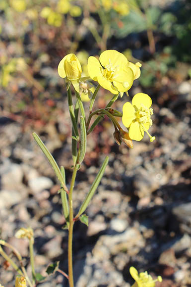  Chylismia cardiophylla